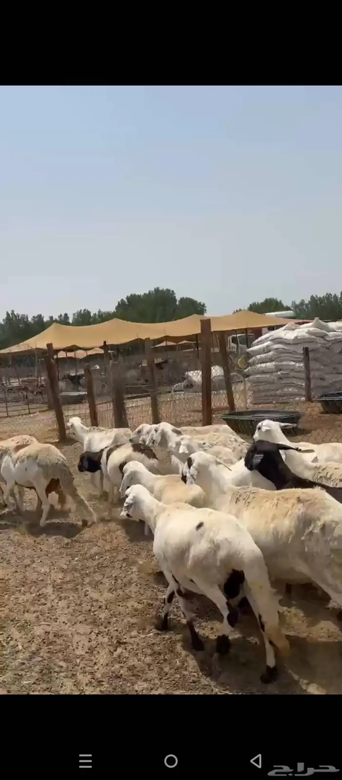 ضان سواكني 5