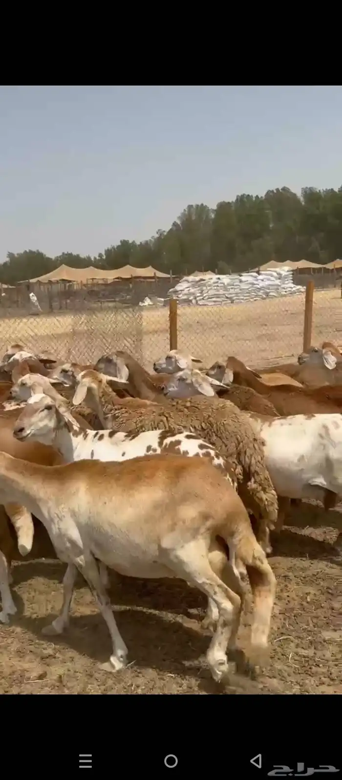 ضان سواكني 1