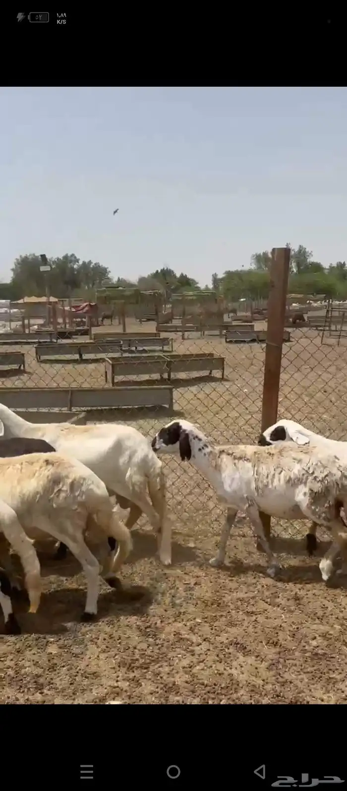 ضان سواكني 7