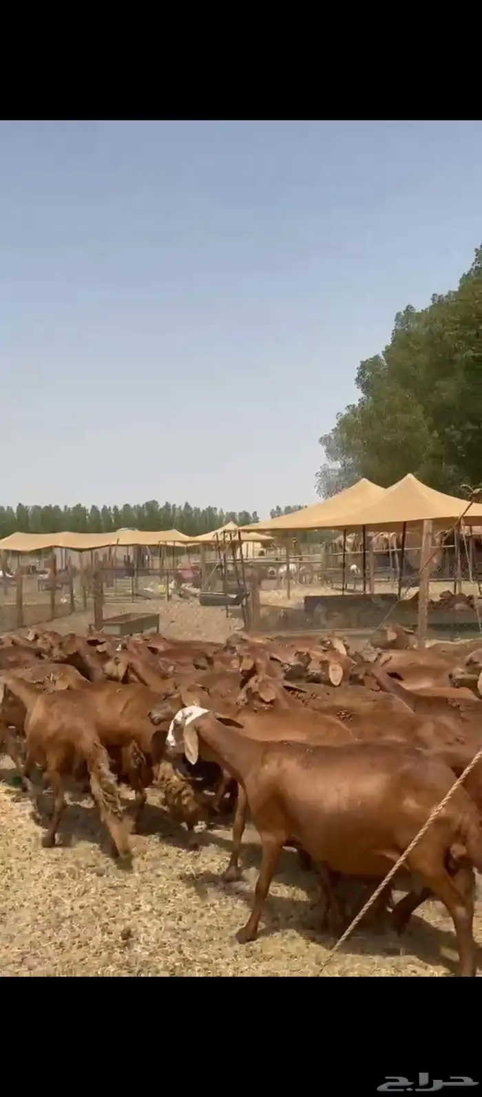 ضان سواكني 2