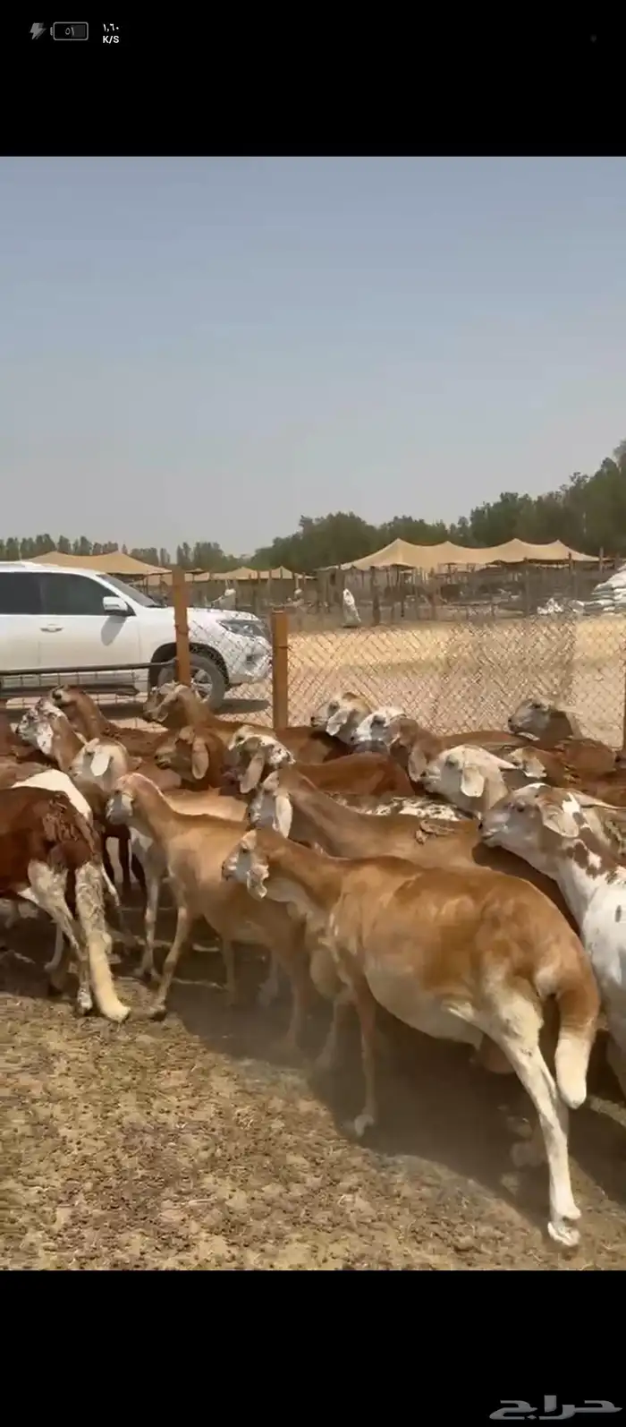 ضان سواكني 0