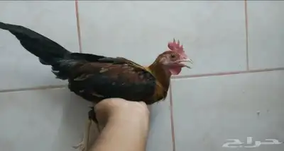ديوك عربي 7