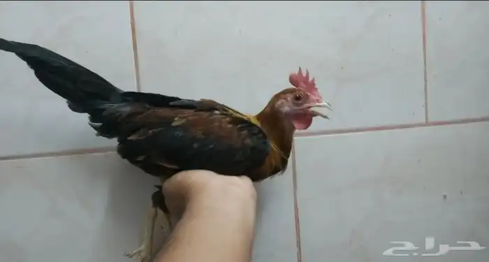 ديوك عربي 7