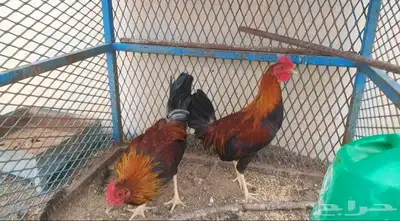 ديوك عربي 0