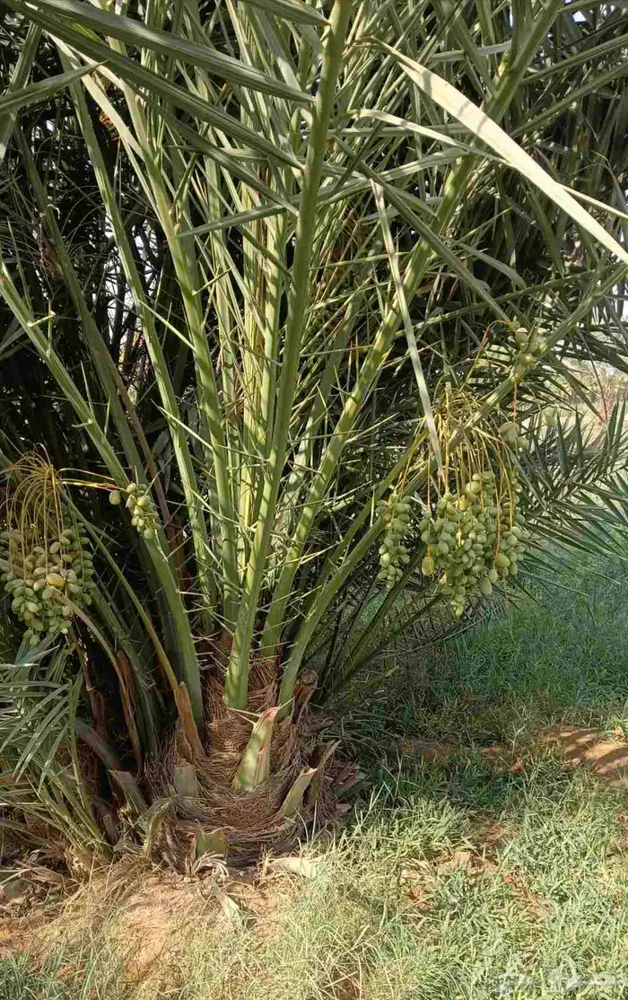 نخل واشنطن زينه للبيع بجميع مقاساته ونخل مثمر 17