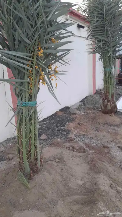 فسايل بثمرها طالع بتجاه الطائف مكه جده 1
