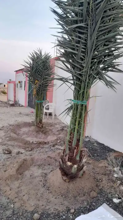 فسايل بثمرها طالع بتجاه الطائف مكه جده 2