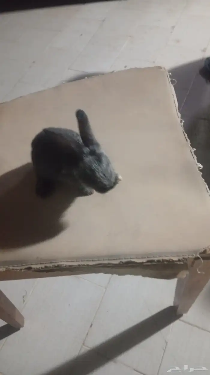 ارانب فرنساوى 1