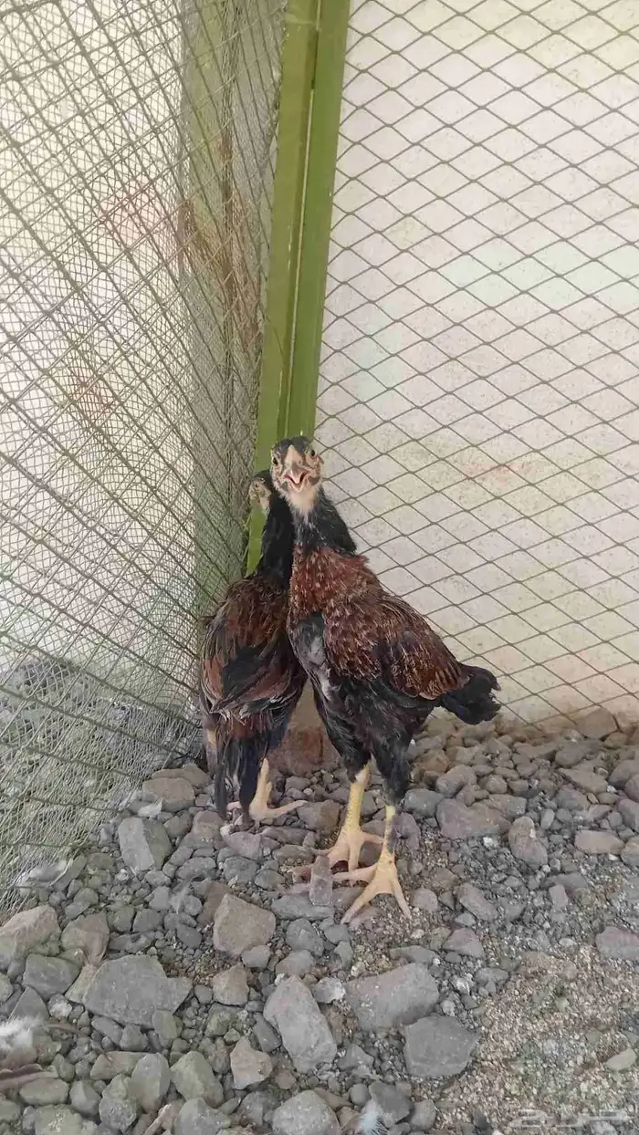 صيصان باكستاني  تم البيع 2