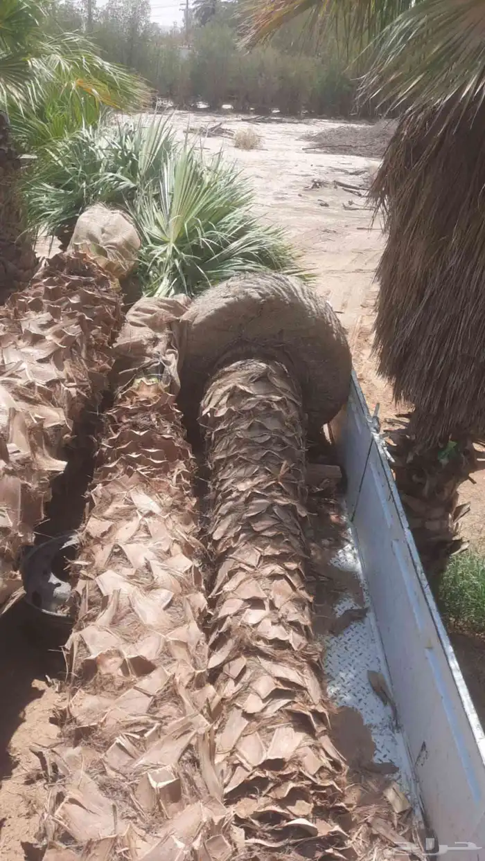نخل واشنطن امريكي درجة اولى يتوفر لدينا كميات كبيرة 0