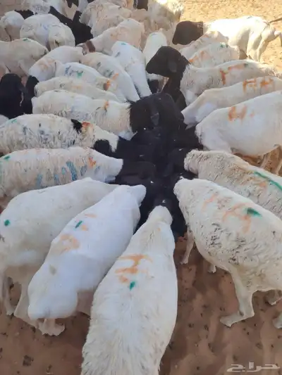 برابر وتيوس صوماليه وسواكن حمرى جذع وقعدان صوماليه متميزه 1