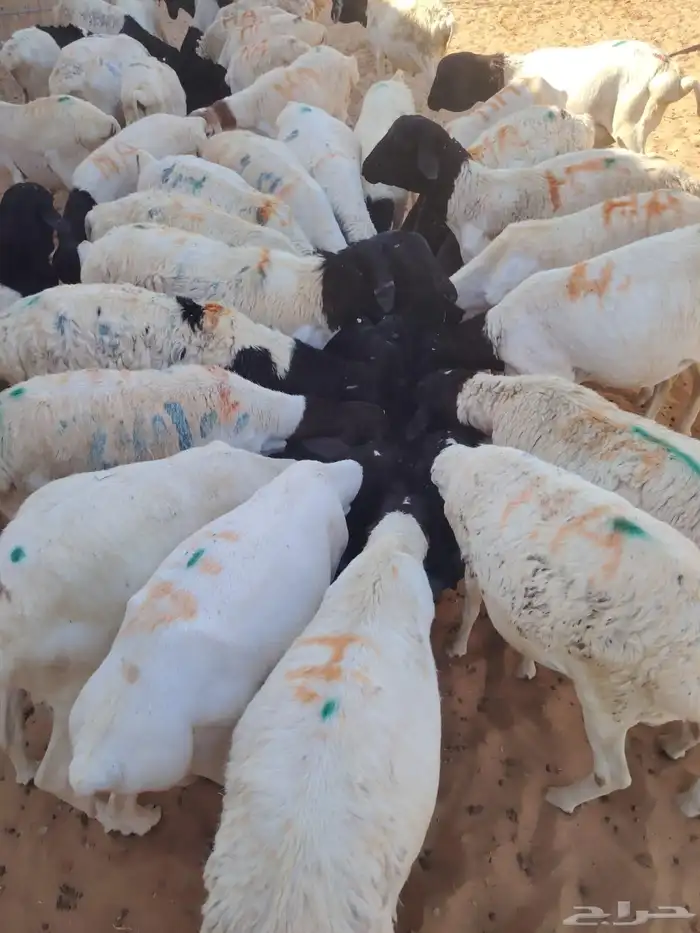 برابر وتيوس صوماليه وسواكن حمرى جذع وقعدان صوماليه متميزه 1