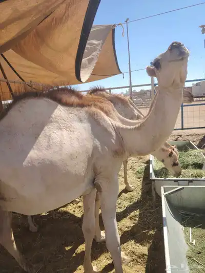 برابر وتيوس صوماليه وسواكن حمرى جذع وقعدان صوماليه متميزه 4