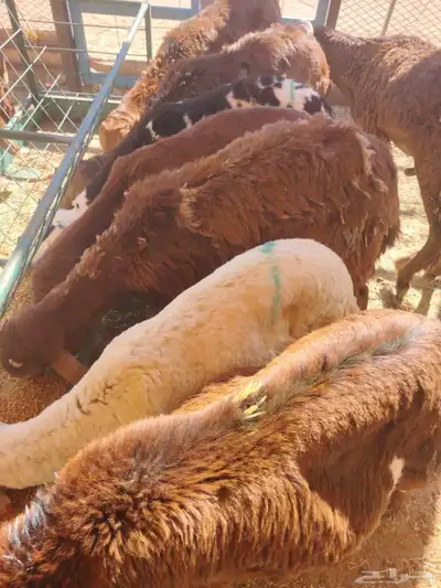 برابر وتيوس صوماليه وسواكن حمرى جذع وقعدان صوماليه متميزه 0