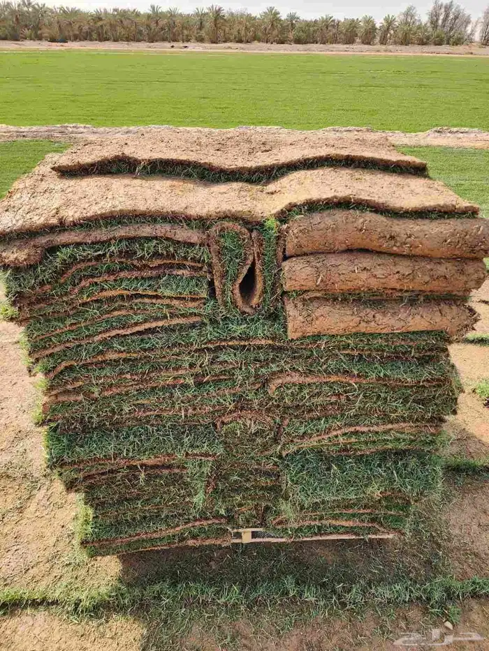 ثيل طبيعي C2000 من مزارع الخرج الدلم 0