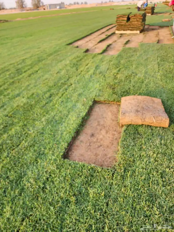 ثيل طبيعي C2000 من مزارع الخرج الدلم 1