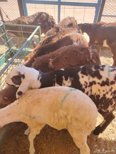 برابر وتيوس صوماليه وسواكن حمرى جذع وقعدان صوماليه متميزه 5