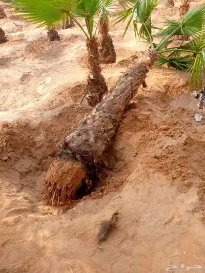 نخيل مثمر وزينه وكل المقاس متوفرة لدينا 9