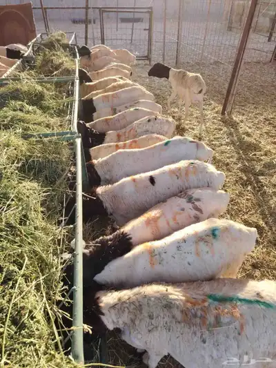 برابر وتيوس صوماليه وسواكن حمرى جذع وقعدان صوماليه متميزه 3