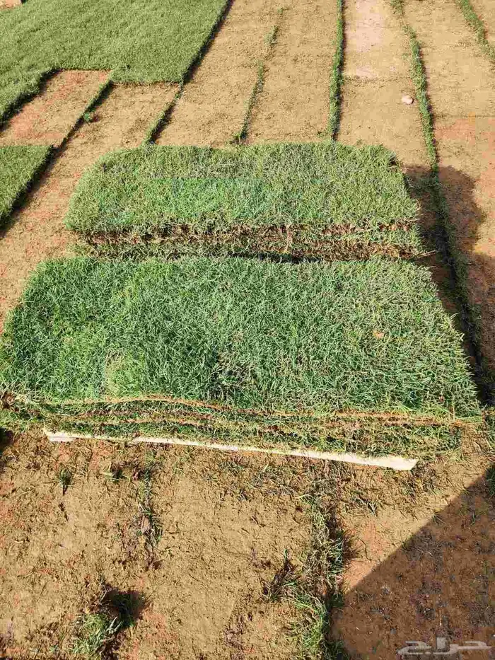 ثيل طبيعي C2000 من مزارع الخرج الدلم 2