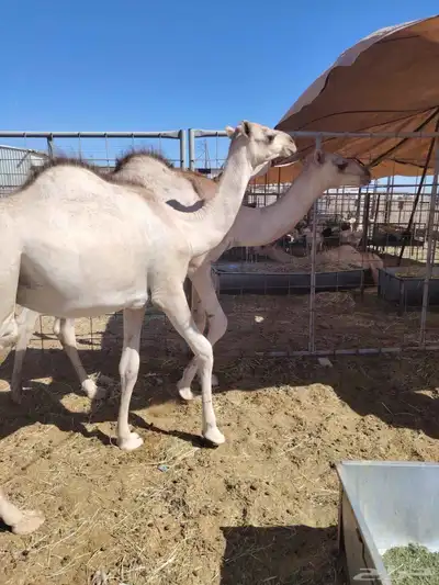 برابر وتيوس صوماليه وسواكن حمرى جذع وقعدان صوماليه متميزه 6