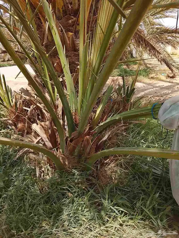 نخل للبيع جثايث نقايل نخيل فروخ فسايل الرياض جميع المواقع 6