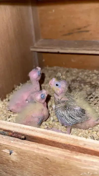 جوز كروان هولندي مع فروخه 2