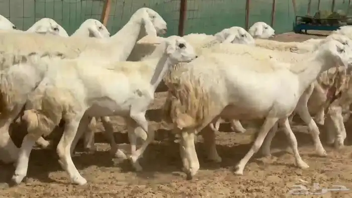 ما شاء الله وتبارك الله أعرض لكم غنم حريات رخال ضغط عالي 4