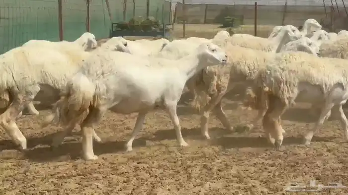 ما شاء الله وتبارك الله أعرض لكم غنم حريات رخال ضغط عالي 5