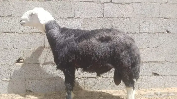 فحل نجدي مشروط صحة ونسف وانتاج 0