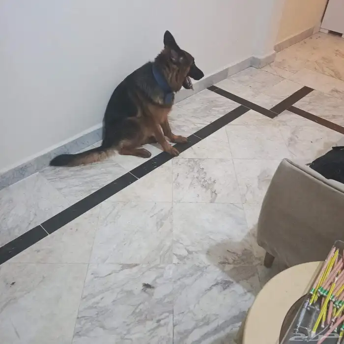 أنثى جرمن شبرت 2