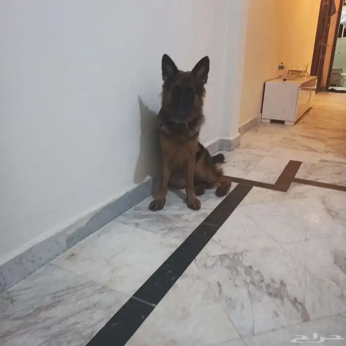 أنثى جرمن شبرت 5
