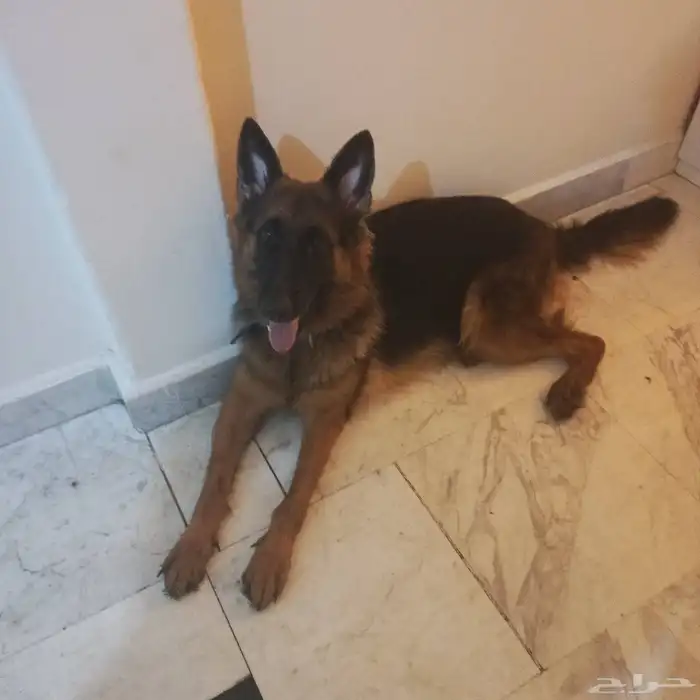 أنثى جرمن شبرت 10