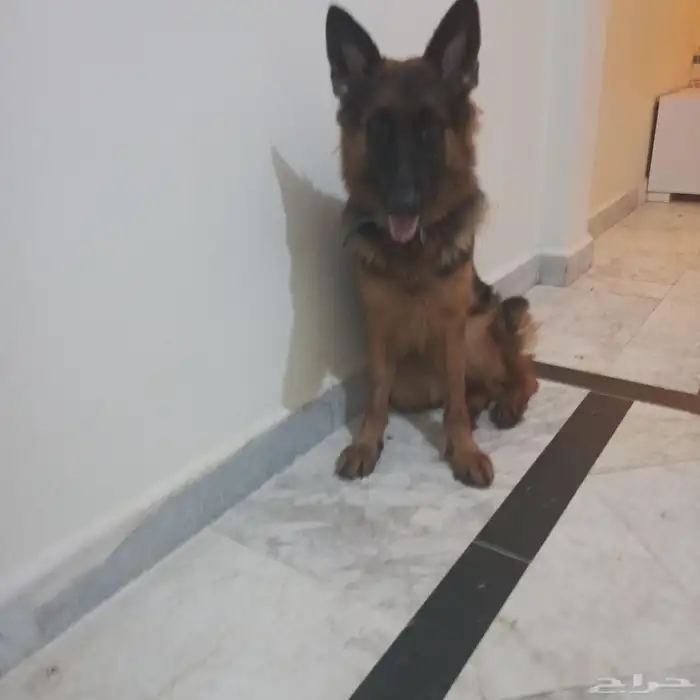 أنثى جرمن شبرت 8