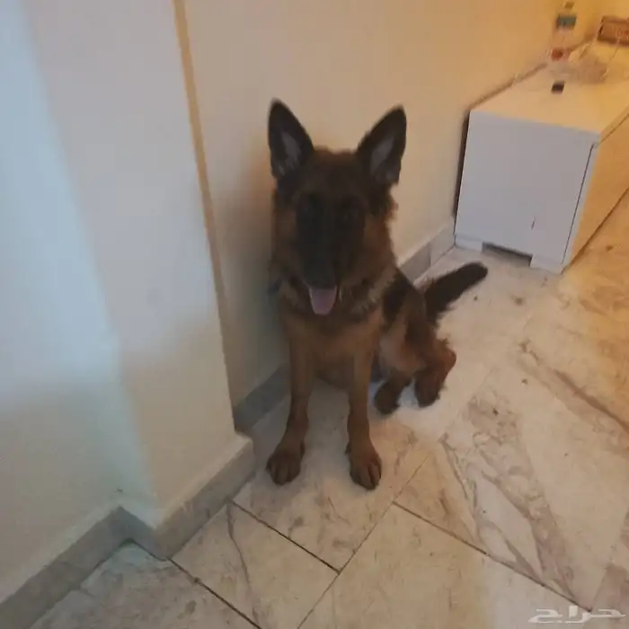 أنثى جرمن شبرت 6