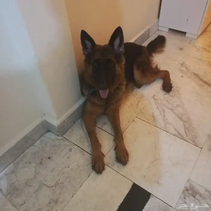 أنثى جرمن شبرت 9