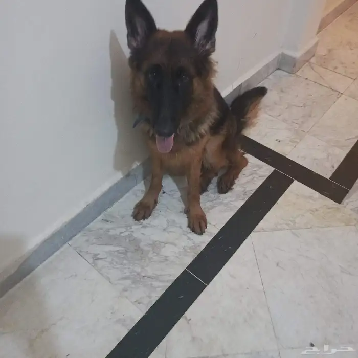 أنثى جرمن شبرت 7