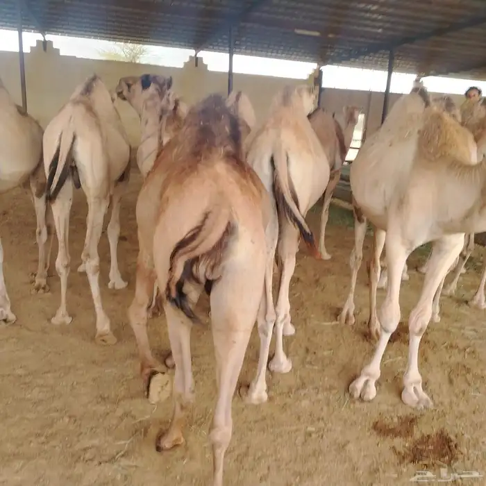 حشوان صومالي مرباه 4