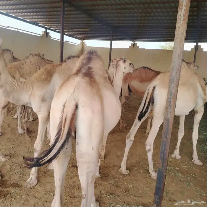 حشوان صومالي مرباه 5