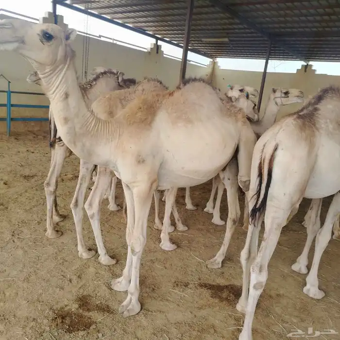 حشوان صومالي مرباه 6