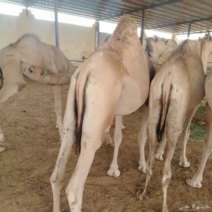 حشوان صومالي مرباه 0