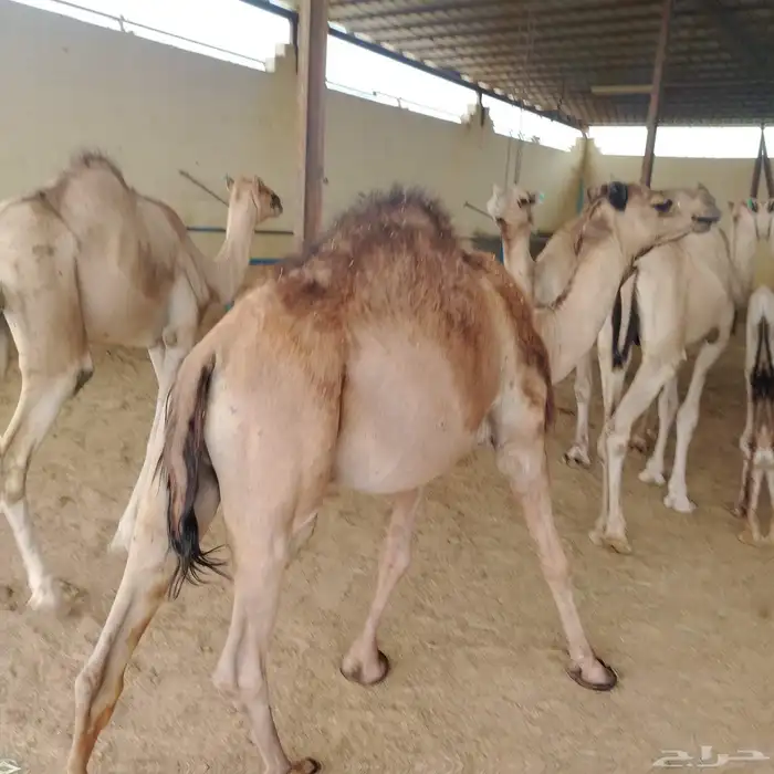 حشوان صومالي مرباه 7