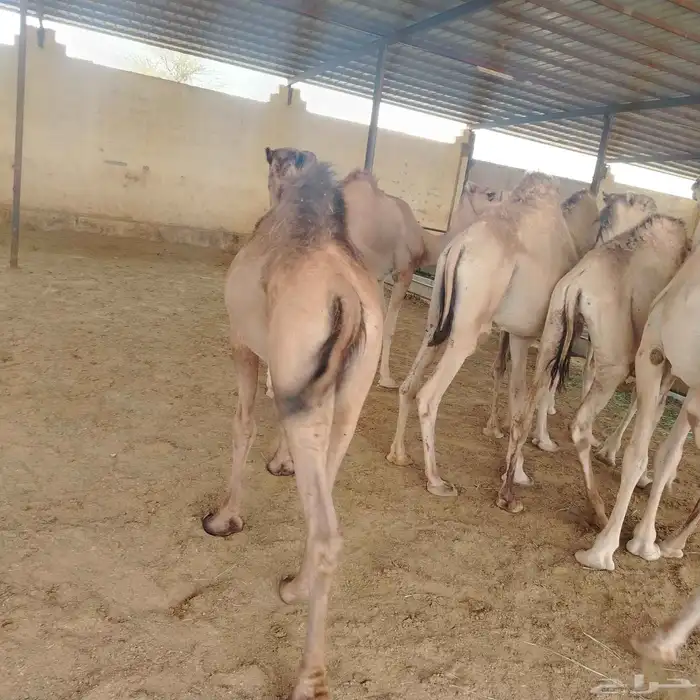حشوان صومالي مرباه 2