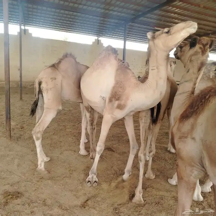 حشوان صومالي مرباه 3