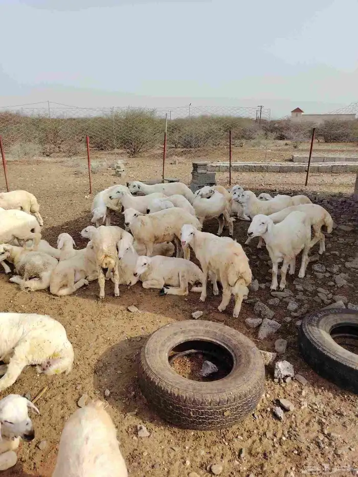 كباشه حري هجين مع رفيدي العدد 42 1