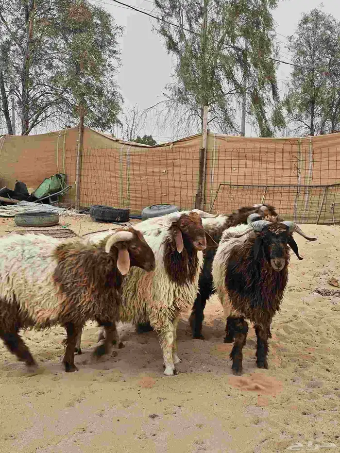 جذعان نعيم جبرات 2