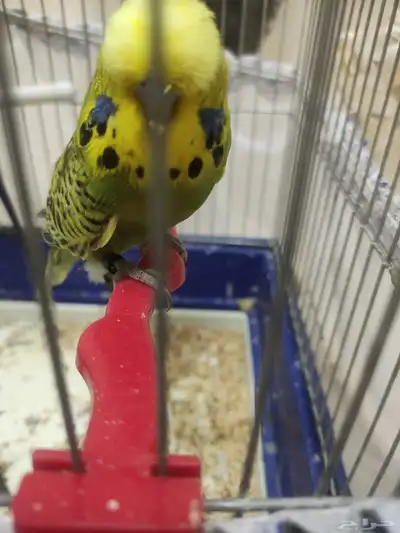 جوز بادجي فاخر من الآخر ماشاء الله 2