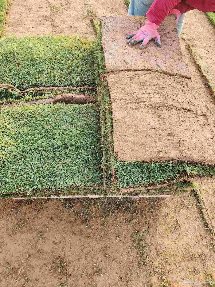 ثيل طبيعي C2000 من مزارع الخرج الدلم 8