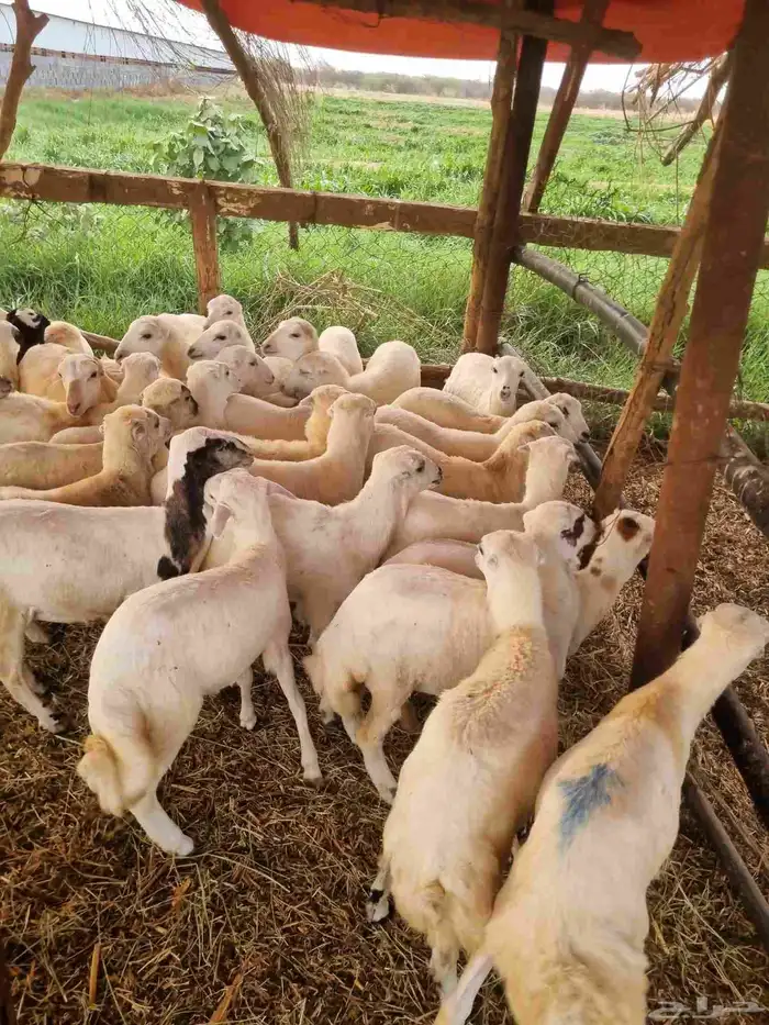 رخال رفيدي العدد 30 للبيع الأعمار من خمسه وخمسة ونص وسته 0