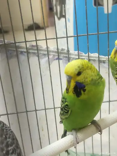 جوز بادجي فاخر من الآخر ماشاء الله 5